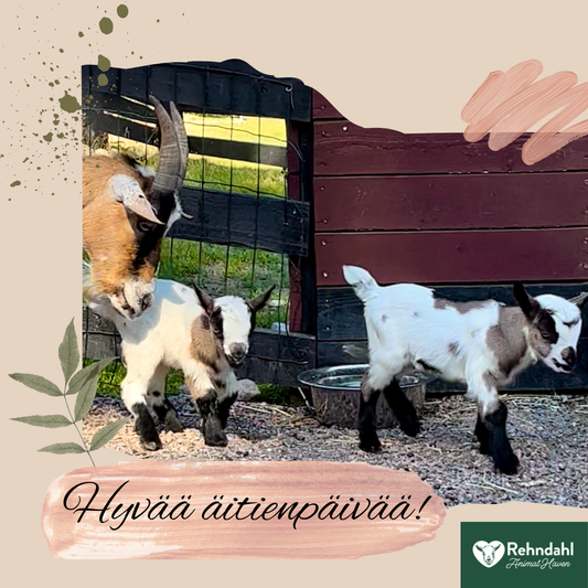 Äitienpäiväkortti / Hyvää äitienpäivää