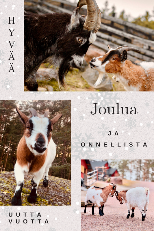 Joulukortti / Vuohet