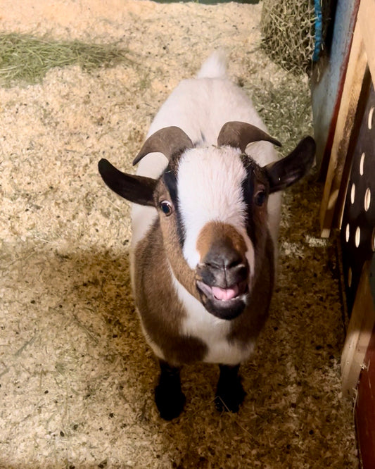 Veetin Puhtaat pehkut -joululahjatoive