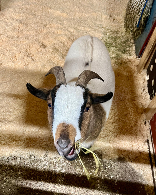 Rakkauden pikkupaali -ystävänpäivälahja