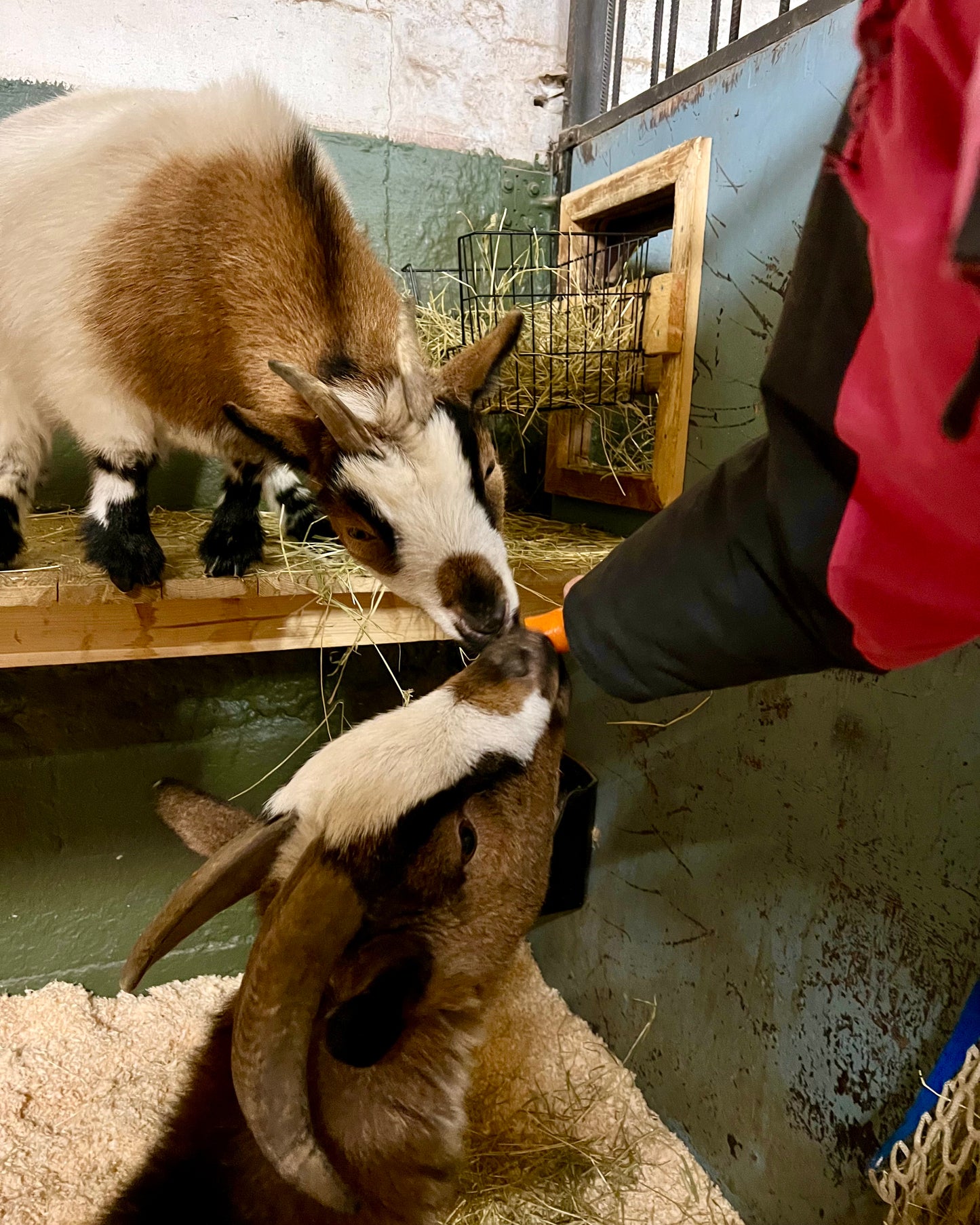 Ystävysten porkkanabileet -ystävänpäivälahja